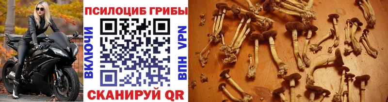МЕГА как зайти  Зеленогорск  мориарти наркотические препараты  Галлюциногенные грибы MAGIC MUSHROOMS 
